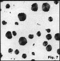 coarse nodules in ductile iron, 100x